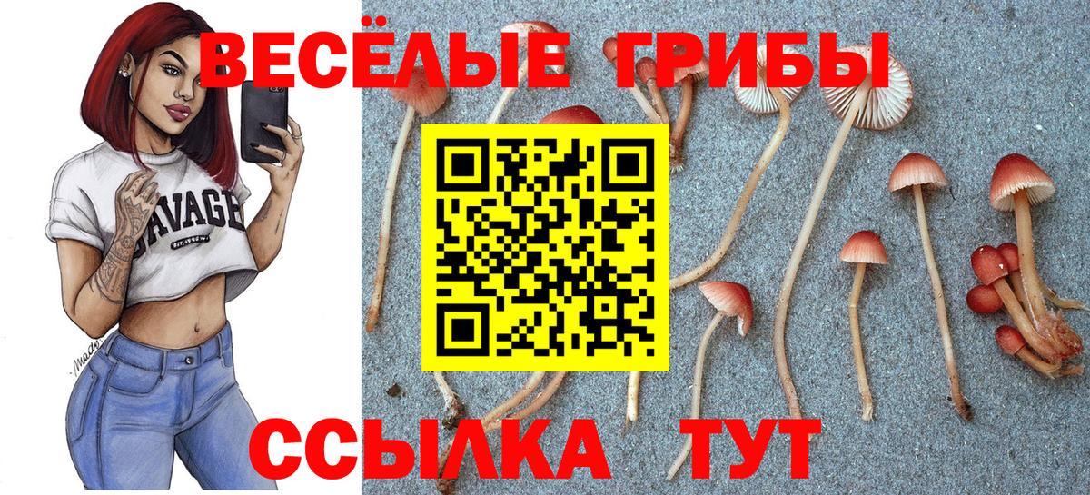 Галлюциногенные грибы GOLDEN TEACHER  Псилоцибиновые грибы MAGIC MUSHROOMS  Черногорск  Вход с VPN 